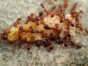 Ant control Sydney treatment