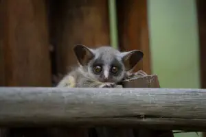 Possum control Sydney removal