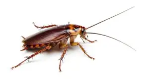 Cockroach control Sydney treatment
