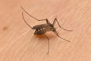 Mosquito control Sydney treatment