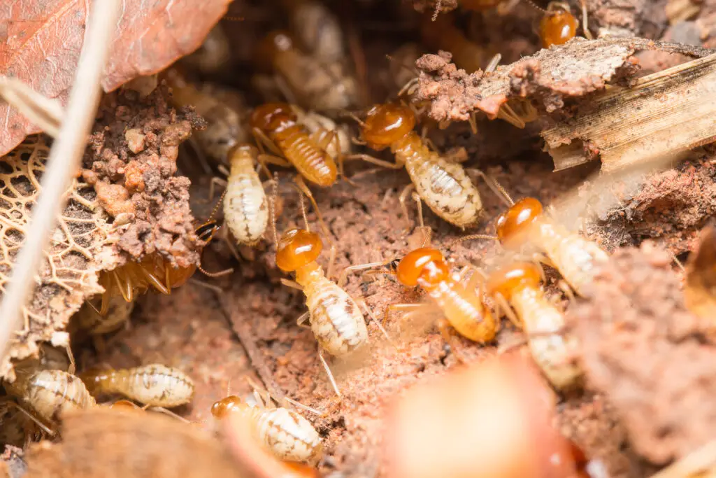 Termite control Sydney treatment