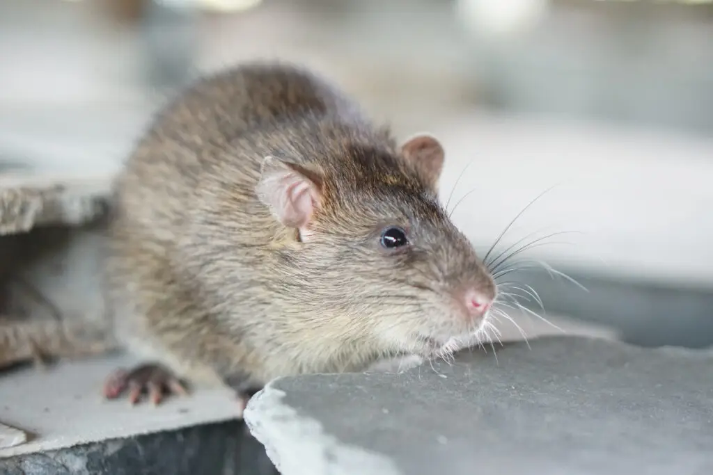 Rodent control Sydney treatment