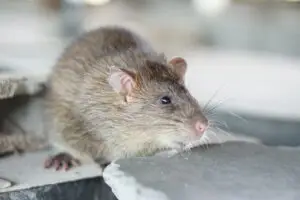 Rodent control Sydney treatment